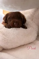 Health Tested & Champion Bloodline Pink Female , a female Labrador Retriever for sale in Baltimore, MD – Photo 3 of 4