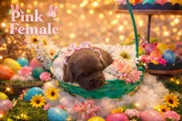 Health Tested & Champion Bloodline Pink Female , a female Labrador Retriever for sale in Baltimore, MD – Photo 1 of 4