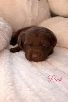 Health Tested & Champion Bloodline Pink Female , a female Labrador Retriever for sale in Baltimore, MD – Photo 2 of 4