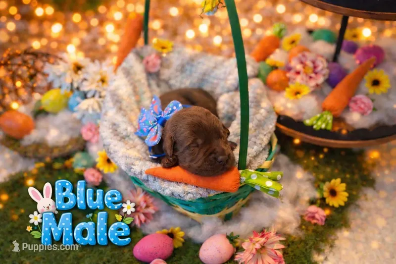 Health Tested & Champion Bloodline Blue Male  – Labrador Retriever puppy for sale in Baltimore, MD
