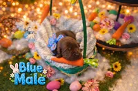 Health Tested & Champion Bloodline Blue Male , a male Labrador Retriever for sale in Baltimore, MD – Photo 1 of 5