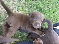 Health Tested & Champion Bloodline Blue Male , a male Labrador Retriever for sale in Baltimore, MD – Photo 5 of 5