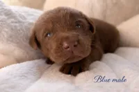 Health Tested & Champion Bloodline Blue Male , a male Labrador Retriever for sale in Baltimore, MD – Photo 2 of 5