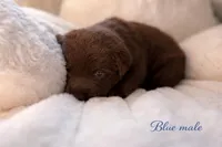 Health Tested & Champion Bloodline Blue Male , a male Labrador Retriever for sale in Baltimore, MD – Photo 3 of 5