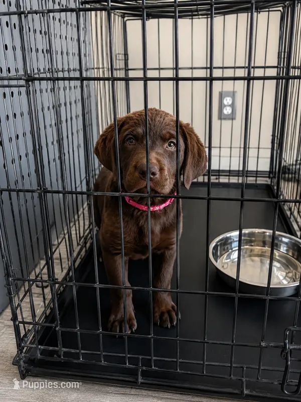 Health Tested & Champion Bloodline Pink Female  – Labrador Retriever puppy for sale in Baltimore, MD