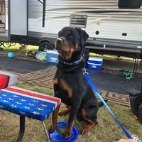 Boy 3, a male Rottweiler for sale in Detroit, MI – Photo 4 of 5