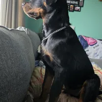 Boy 3, a male Rottweiler for sale in Detroit, MI – Photo 3 of 5