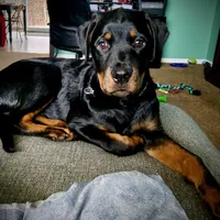 Boy 3, a male Rottweiler for sale in Detroit, MI – Photo 2 of 5
