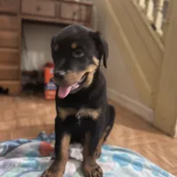 Boy 3, a male Rottweiler for sale in Detroit, MI – Photo 1 of 5