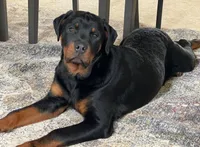 processed/88e9fef9-8f2d-4f51-bb9a-8bd446c77d66/listing/53c60703-7bd4-43ca-8272-7ccb6036454c/38db91c3-5b52-4f13-8f98-6bd3ad21d751