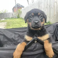 Girl 3, a  Rottweiler for sale in Detroit, MI – 1 of 1