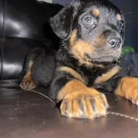 Blue boy, a male Rottweiler for sale in Detroit, MI – Photo 1 of 4