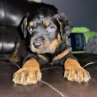 Blue boy, a male Rottweiler for sale in Detroit, MI – Photo 2 of 4