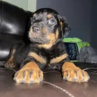 Blue boy, a male Rottweiler for sale in Detroit, MI – Photo 4 of 4