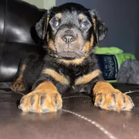 Blue boy, a male Rottweiler for sale in Detroit, MI – Photo 3 of 4