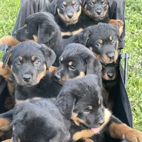 Boy 2, a male Rottweiler for sale in Detroit, MI – Photo 3 of 4