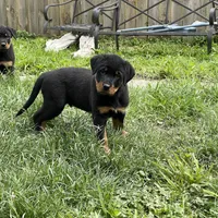 Boy 2, a male Rottweiler for sale in Detroit, MI – Photo 1 of 4