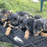 Boy 2, a male Rottweiler for sale in Detroit, MI – Photo 4 of 4