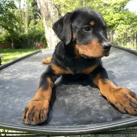 Boy 2, a male Rottweiler for sale in Detroit, MI – Photo 2 of 4