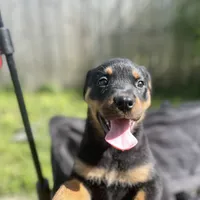 Girl 1, a  Rottweiler for sale in Detroit, MI – Photo 3 of 6