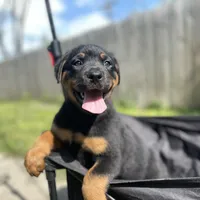 Girl 1, a  Rottweiler for sale in Detroit, MI – Photo 5 of 6
