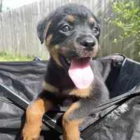 Girl 1, a  Rottweiler for sale in Detroit, MI – Photo 4 of 6