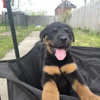 Girl 1, a  Rottweiler for sale in Detroit, MI – Photo 6 of 6