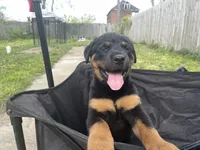 processed/88e9fef9-8f2d-4f51-bb9a-8bd446c77d66/listing/acb71a4a-764a-4ca3-99b7-a68e9b42f2a6/3c62f744-006d-4a70-835f-ea2513d0b408