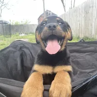 Girl 1, a  Rottweiler for sale in Detroit, MI – Photo 1 of 6