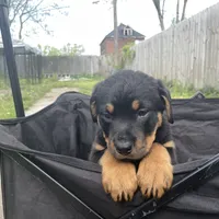 Girl 1, a  Rottweiler for sale in Detroit, MI – Photo 2 of 6