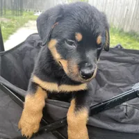 Boy 4, a  Rottweiler for sale in Detroit, MI – Photo 2 of 3