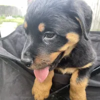 Boy 4, a  Rottweiler for sale in Detroit, MI – Photo 3 of 3