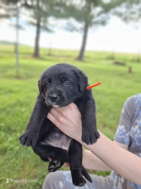 Duke – Border Collie, Bernese Mountain Dog puppy for sale in Loysville, PA