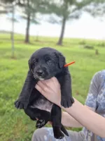 Duke, a male Border Collie and Bernese Mountain Dog for sale in Loysville, PA – 1 of 1