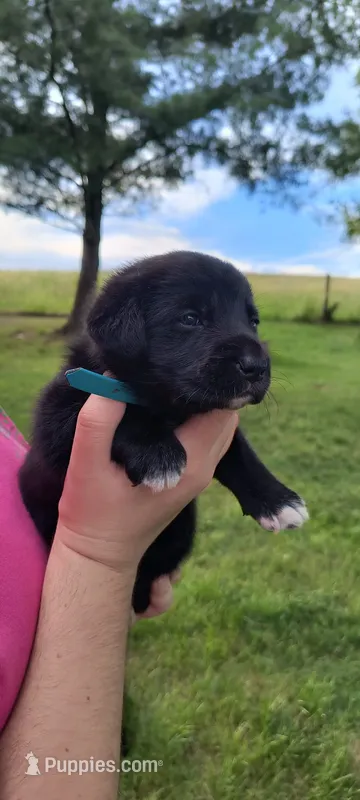 Iris – Border Collie, Bernese Mountain Dog puppy for sale in Loysville, PA