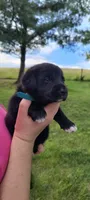 Iris, a female Border Collie and Bernese Mountain Dog for sale in Loysville, PA – 1 of 1