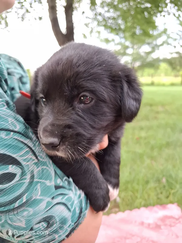 Midnight – Border Collie, Bernese Mountain Dog puppy for sale in Loysville, PA