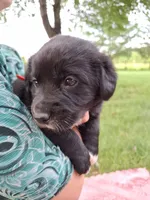 Midnight, a female Border Collie and Bernese Mountain Dog for sale in Loysville, PA – 1 of 1