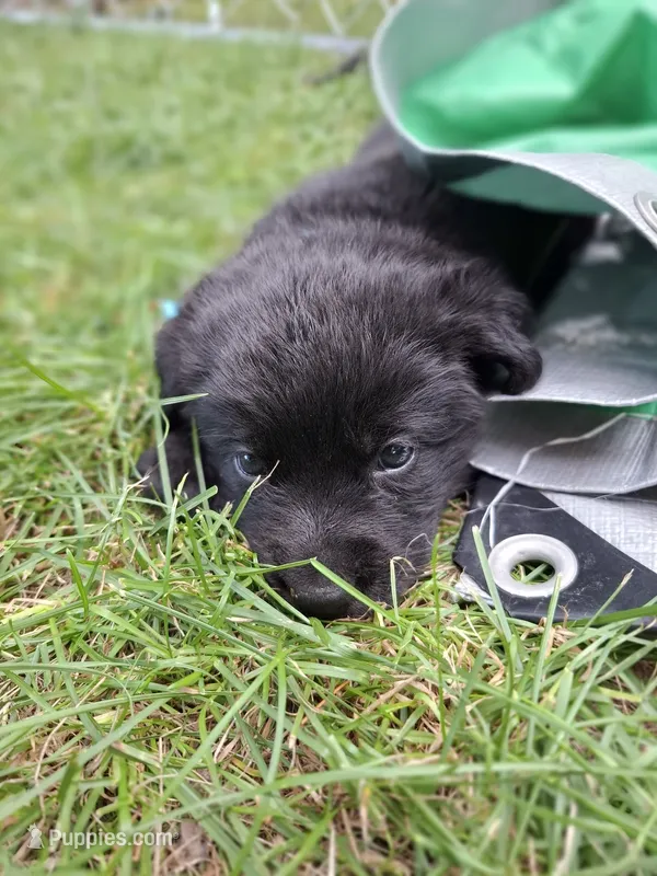 Bear – Border Collie, Bernese Mountain Dog puppy for sale in Loysville, PA