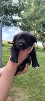 Bo, a male Border Collie and Bernese Mountain Dog for sale in Loysville, PA – 1 of 1