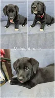 Midnight, a male Border Collie and Bernese Mountain Dog for sale in Loysville, PA – 2 of 2