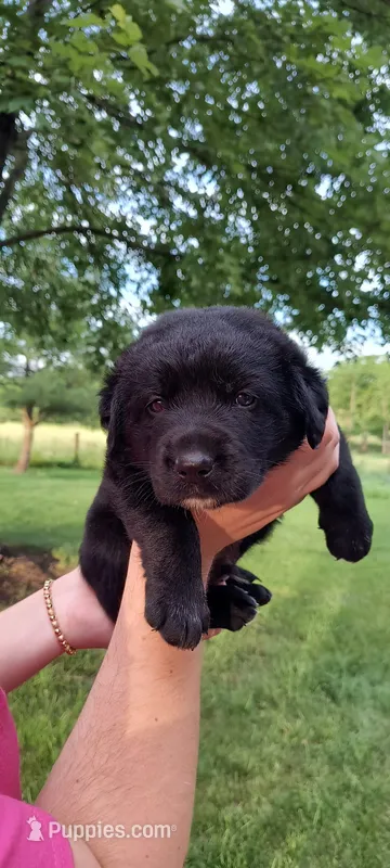 Django – Border Collie, Bernese Mountain Dog puppy for sale in Loysville, PA