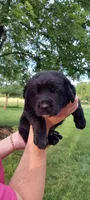 Django, a male Border Collie and Bernese Mountain Dog for sale in Loysville, PA – 1 of 1