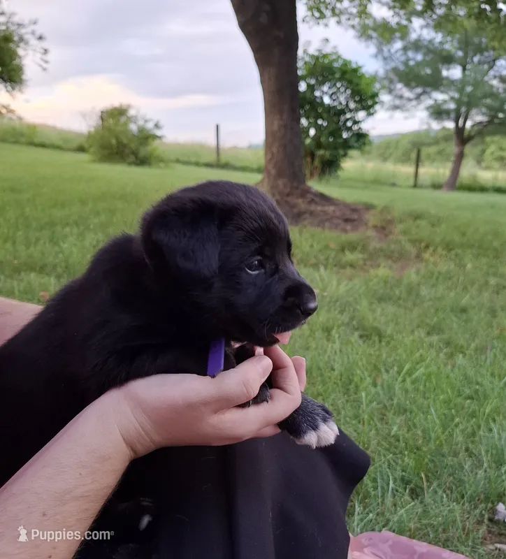 Azalea – Border Collie, Bernese Mountain Dog puppy for sale in Loysville, PA