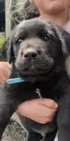 Bear, a male Border Collie and Bernese Mountain Dog for sale in Loysville, PA – 2 of 4
