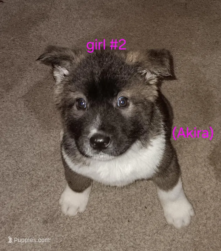 Akira – Akita puppy for sale in Kansas City, MO