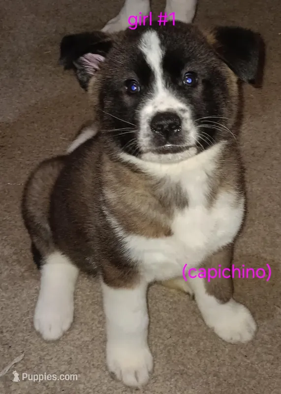 Cappuccino – Akita puppy for sale in Kansas City, MO
