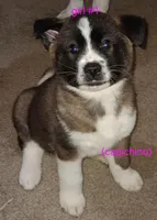 Cappuccino, a female Akita for sale in Kansas City, MO – 1 of 1