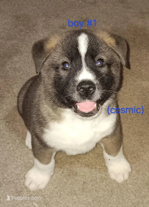 Cosmic  – Akita puppy for sale in Kansas City, MO