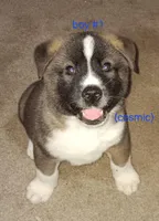 Cosmic , a male Akita for sale in Kansas City, MO – 1 of 1